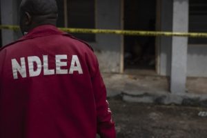 Kano NDLEA arrests over 1000 drug suspects, seizes illicit drugs 4 Screenshot 20231223 145047 1 750x375 1