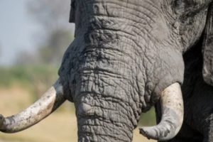 FG destroys N9bn worth elephant tusks seized from traffickers 2 Screenshot 20240110 165205 750x375 1