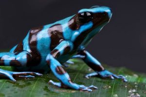 130 Poisonous Frogs Seized At Bogota airport 11 images 14 1