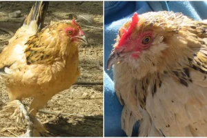 The world’s oldest chicken, has died at the age of 21 18 split image of Peanut the oldest chicken tcm25 739655