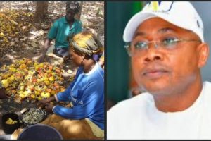 We're Suffocating—Kogi State Cashew Farmers , Buyers Plead Ododo Over Multiple Taxation, Harassment 2 IMG 20240211 WA0030