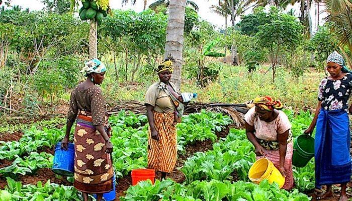 Food inflation will reduce with dry season harvest – Minister 1 dry season harvest