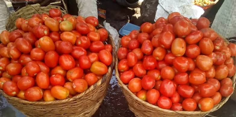 Tomatoes Jumped From N10,000 To N175,000 In Kwara State 1 images 2 3