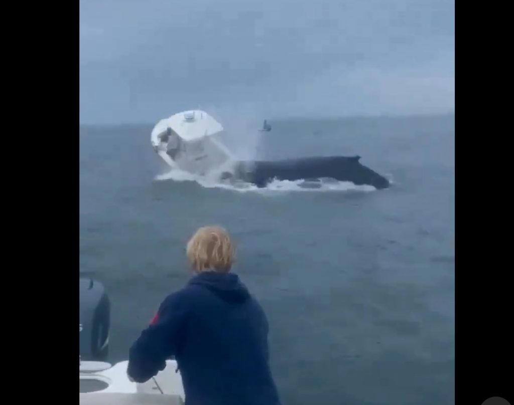 Terrifying Moment An Angry Whale Capsized Boat Off New Hampshire Coast (Video) 1 Screenshot 20240724 000643