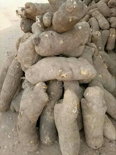 Hardship: Kaduna Residents Abandon Yam As 100 Tubers Sell For N1m 1 Yam
