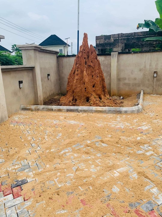 Man Building A House Came Across Ant Hill And Preserved It 1 Ant Hill