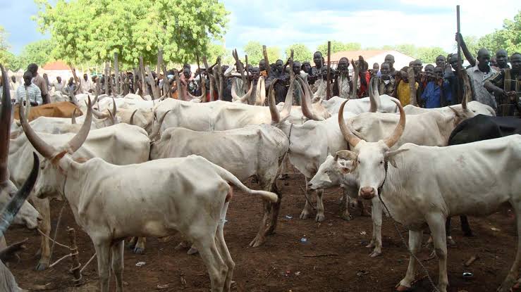 Etsako West Cattle Traders in Edo State Decry Neglect Despite Revenue Contributions 1 Cattle Traders