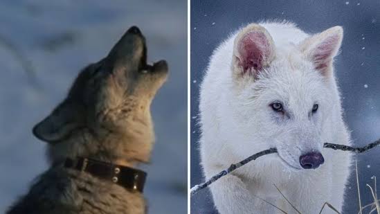 Game of Thrones Becomes Reality as Dire Wolves Return from Extinction 1 Dire Wolves Return