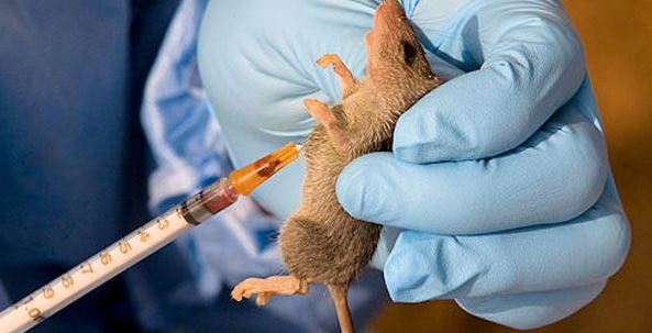 Lassa Fever Claims 127 Lives Across 18 States in Nigeria 42 IMG 4270 1