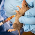 FG tracks 1,277 persons as Lassa fever kills 122 1 IMG 4270