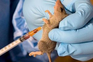 FG tracks 1,277 persons as Lassa fever kills 122 43 IMG 4270