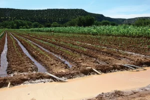 Tinubu Charts New Course For Agriculture With Irrigation, Youth Empowerment 11 IMG 5605