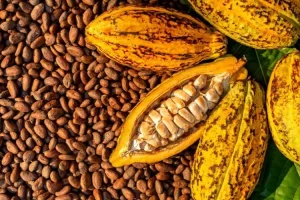 Cocoa And Sesame Seeds Drive Nigeria Non-Oil Exports Growth 14 IMG 6385