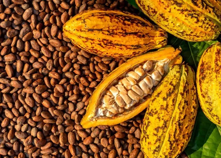 Cocoa And Sesame Seeds Drive Nigeria Non-Oil Exports Growth 1 IMG 6385