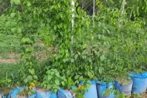 Enugu Sack Farming Boom: Traders Count Their Gains 3 IMG 6438
