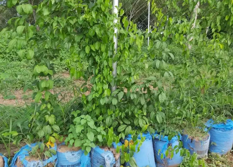 Enugu Sack Farming Boom: Traders Count Their Gains 1 IMG 6438
