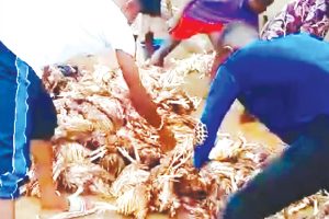 Poultry Farmers Breathe Sigh Of Relief As Feed Prices Drop 3 IMG 6712