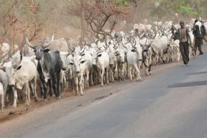 Govt To Crackdown On Stray Cows, May 1st 11 IMG 6733