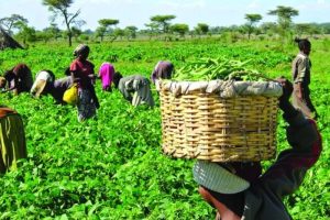 Rising Cost Squeezes Farmers 9 IMG 6736