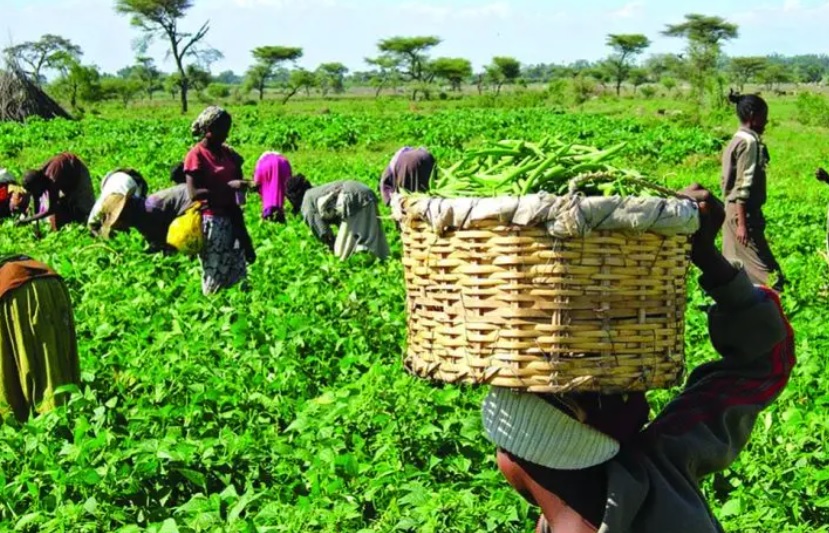 Rising Cost Squeezes Farmers 1 IMG 6736