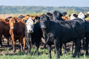 NEC Pushes For Modernized Livestock Farming 22 IMG 6854