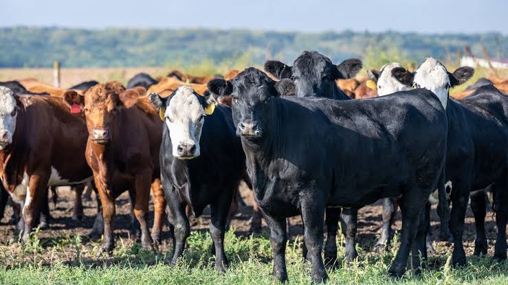NEC Pushes For Modernized Livestock Farming 1 IMG 6854