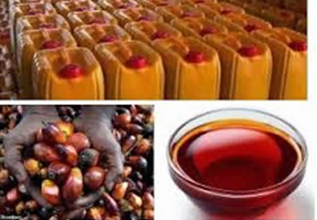 Nigeria's Palm Oil Industry Eyes Growth with Taiwanese Support 1 IMG 6918