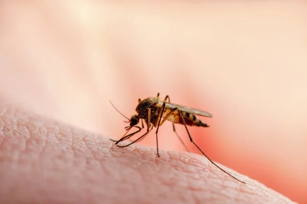 Mosquito Net Distribution: Delta Govt's Plan to Tackle Malaria 43 IMG 6972