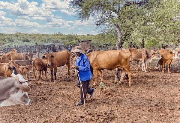 Sacked Herder Murders Successor in Job Dispute, Says Police 1 Herder