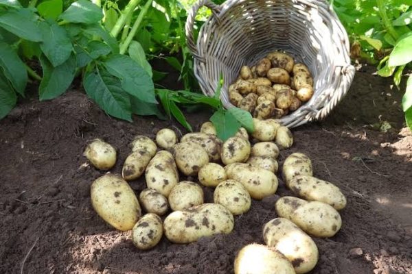 Potatoes Aren’t the Enemy – They Might Be the Answer 43 1000108925
