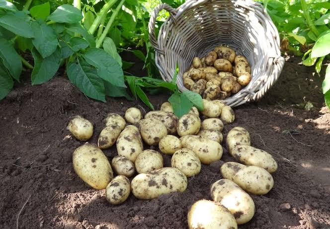 Potatoes Aren’t the Enemy – They Might Be the Answer 1 Potatoes