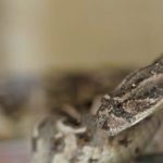 Over 100 Indian Pupils Fall Ill After Dead Snake Found in School Meal 1 IMG 6007