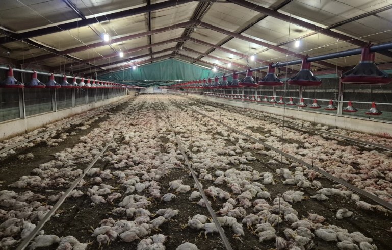 South Africa Culls Thousands of Chickens Due to Cannibalism 1 IMG 7179