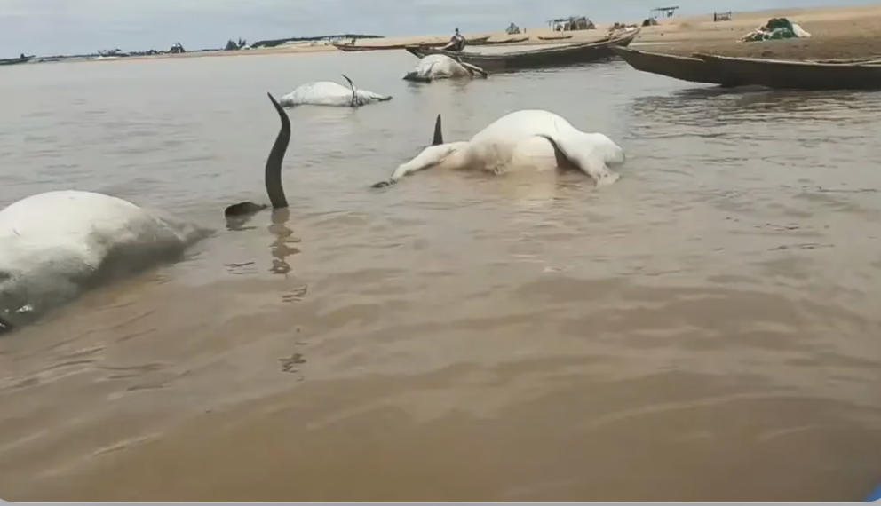 Over 100 Cattle Die Mysteriously While Crossing River Benue 1 IMG 8084