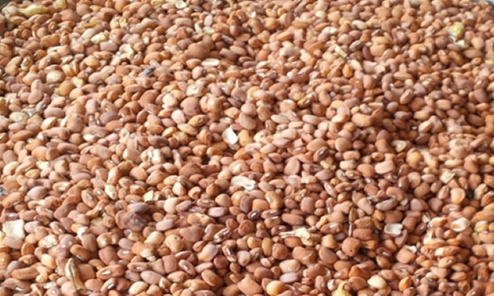 Harvest Surplus Leads to Beans Price Reduction, Boosts Affordability 1 IMG 8709
